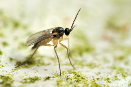 De natuurlijke vijand van de rouwvlieg