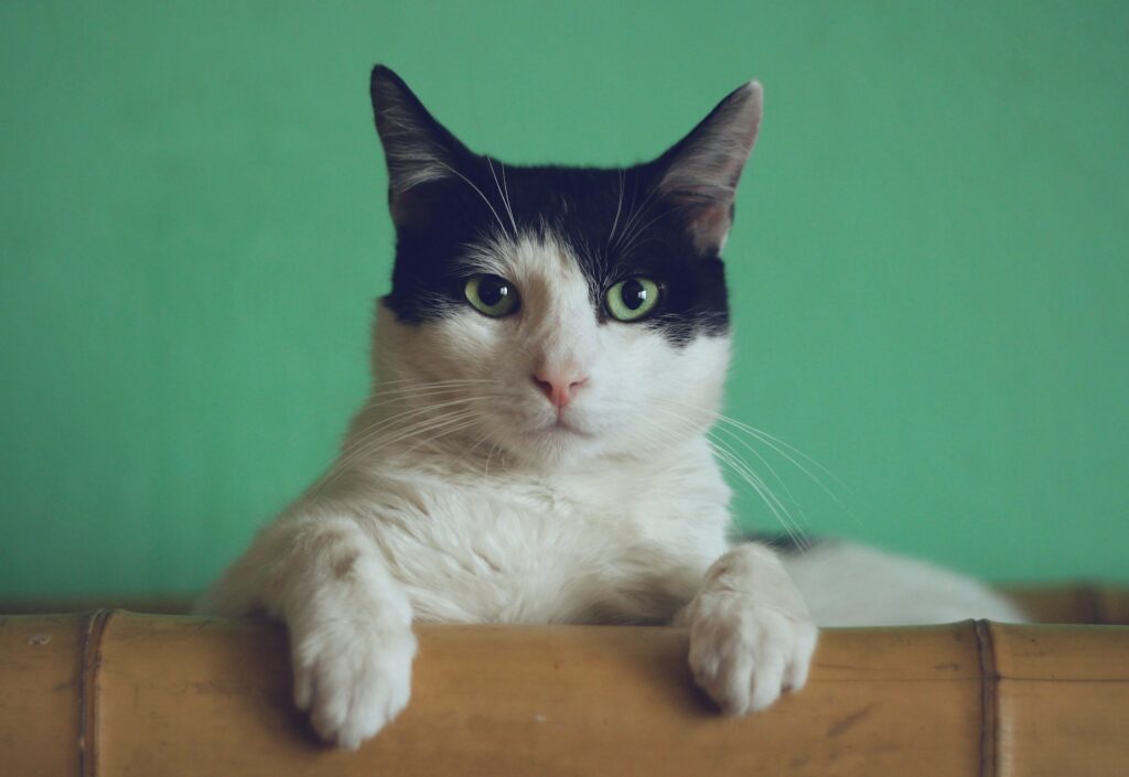 Een veilig balkon voor je kat zonder te boren